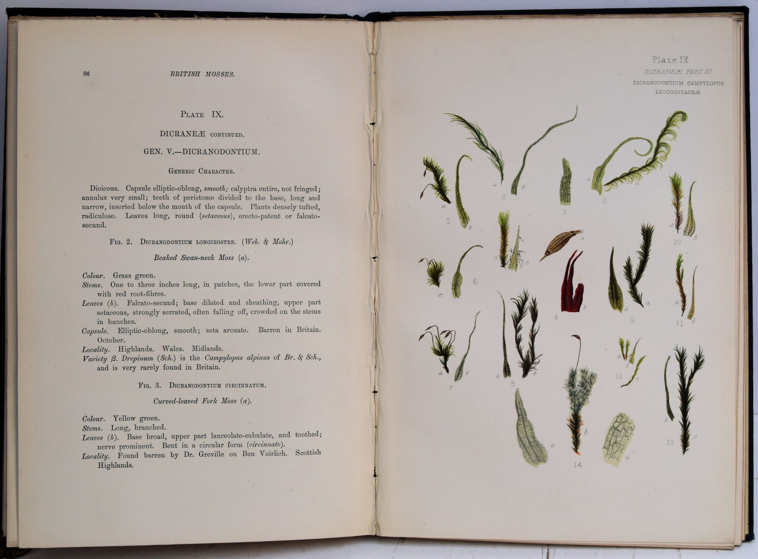 BRITISH MOSSES, - Image 3