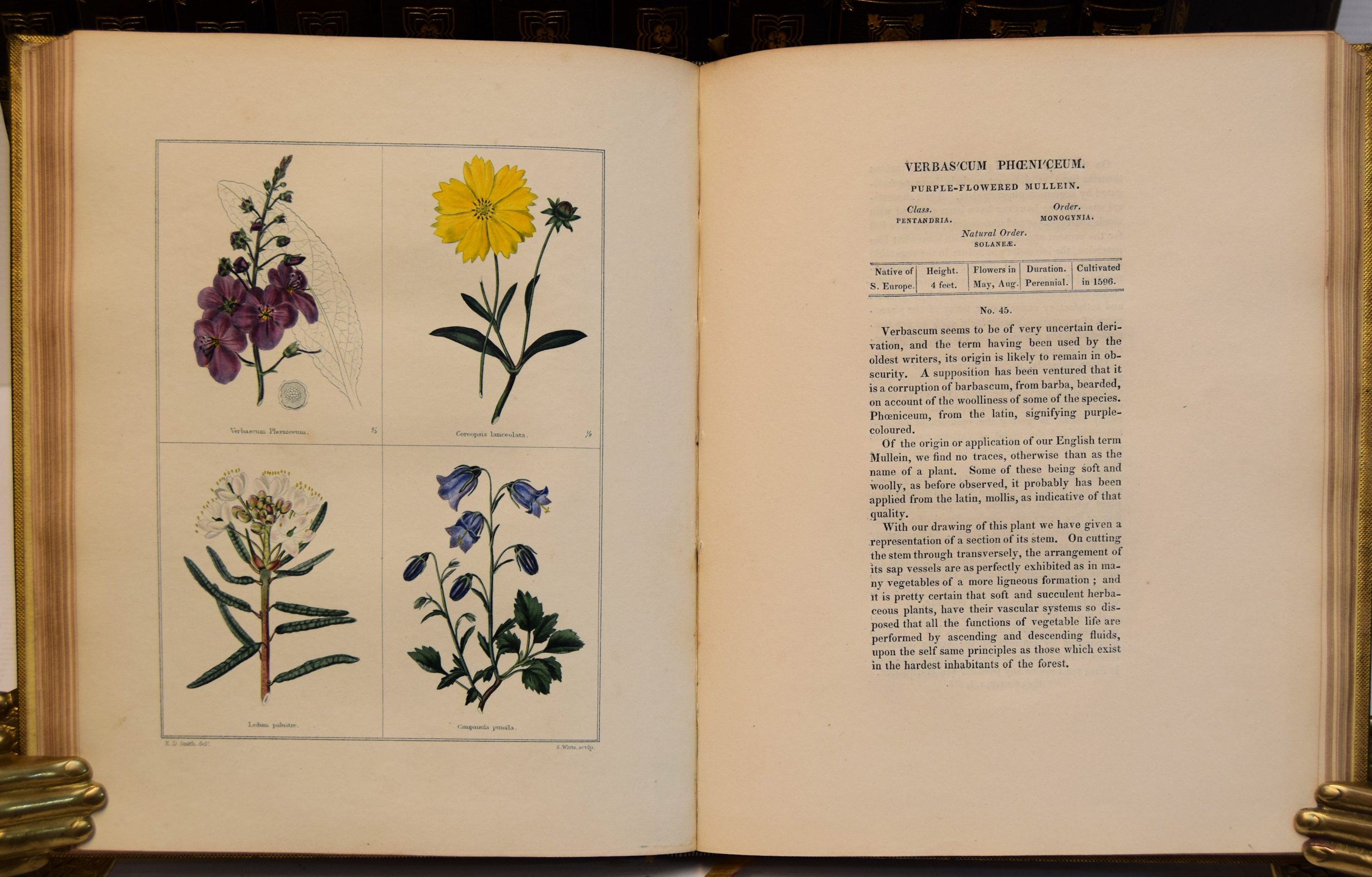THE BOTANIC GARDEN; CONSISTING OF HIGHLY FINISHED REPRESENTATIONS OF HARDY ORNAMENTAL FLOWERING PLANTS CULTIVATED IN GREAT BRITAIN; - Image 6