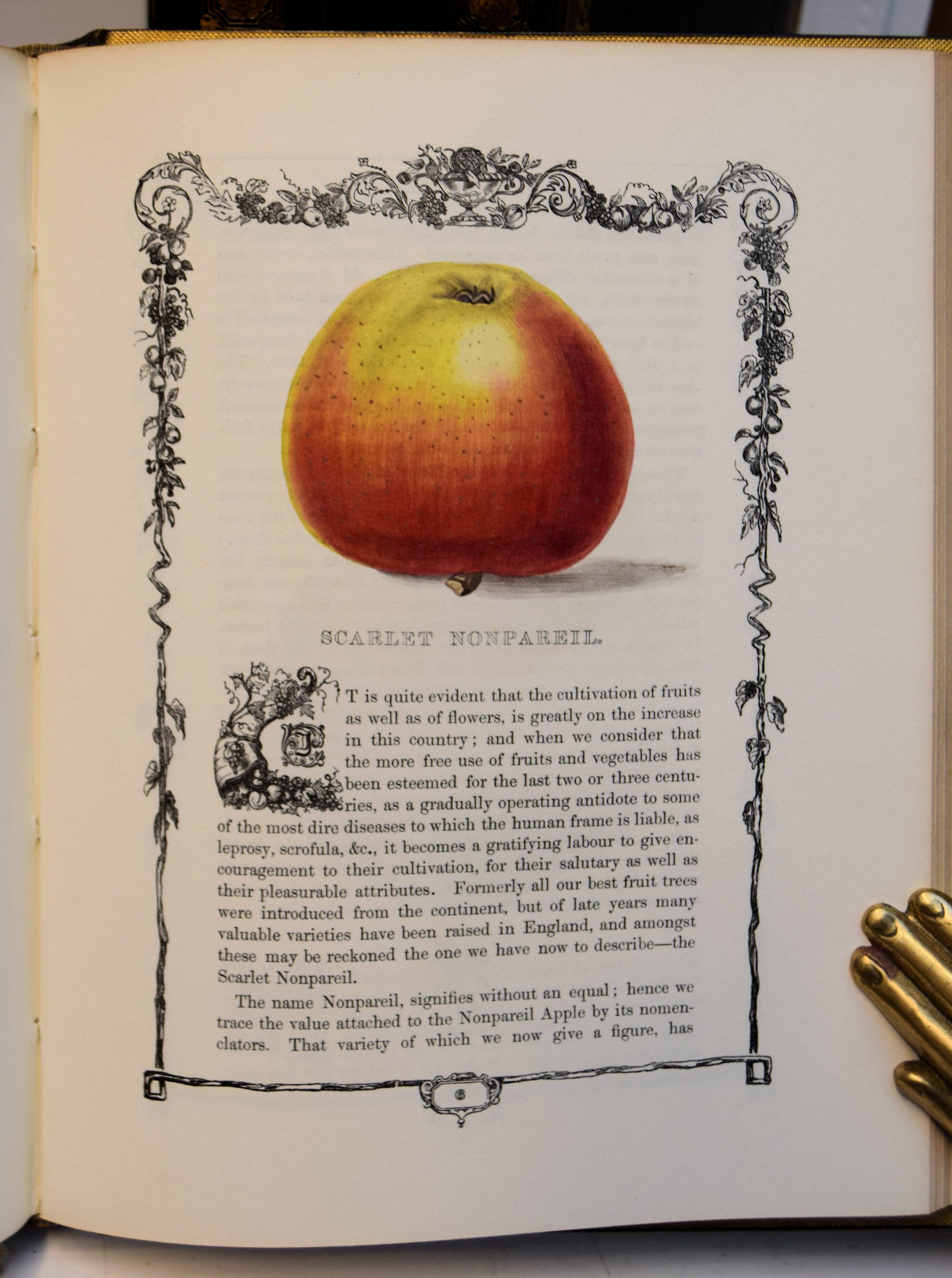 THE BOTANIC GARDEN; CONSISTING OF HIGHLY FINISHED REPRESENTATIONS OF HARDY ORNAMENTAL FLOWERING PLANTS CULTIVATED IN GREAT BRITAIN; - Image 5