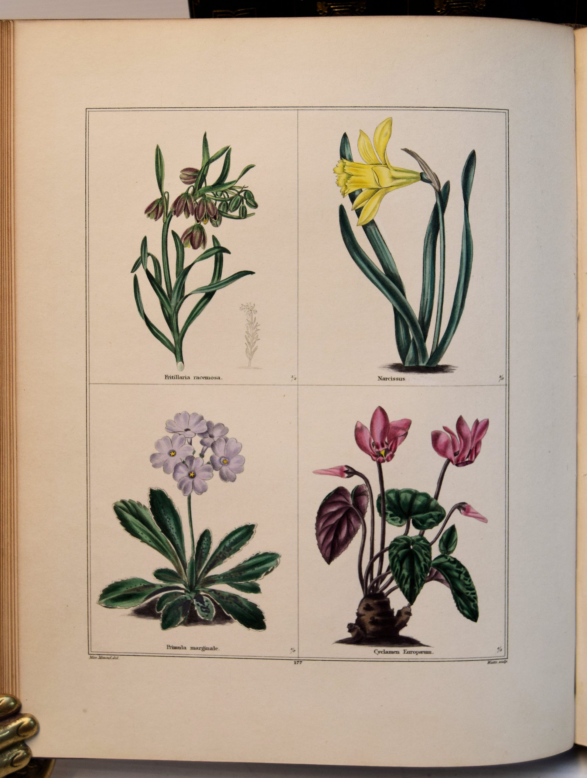THE BOTANIC GARDEN; CONSISTING OF HIGHLY FINISHED REPRESENTATIONS OF HARDY ORNAMENTAL FLOWERING PLANTS CULTIVATED IN GREAT BRITAIN; - Image 3