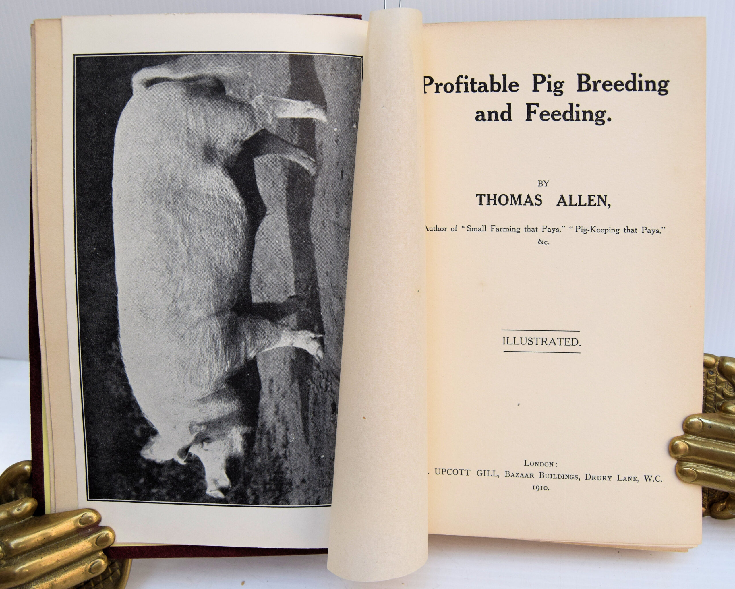 PROFITABLE PIG BREEDING AND FEEDING. - Image 2