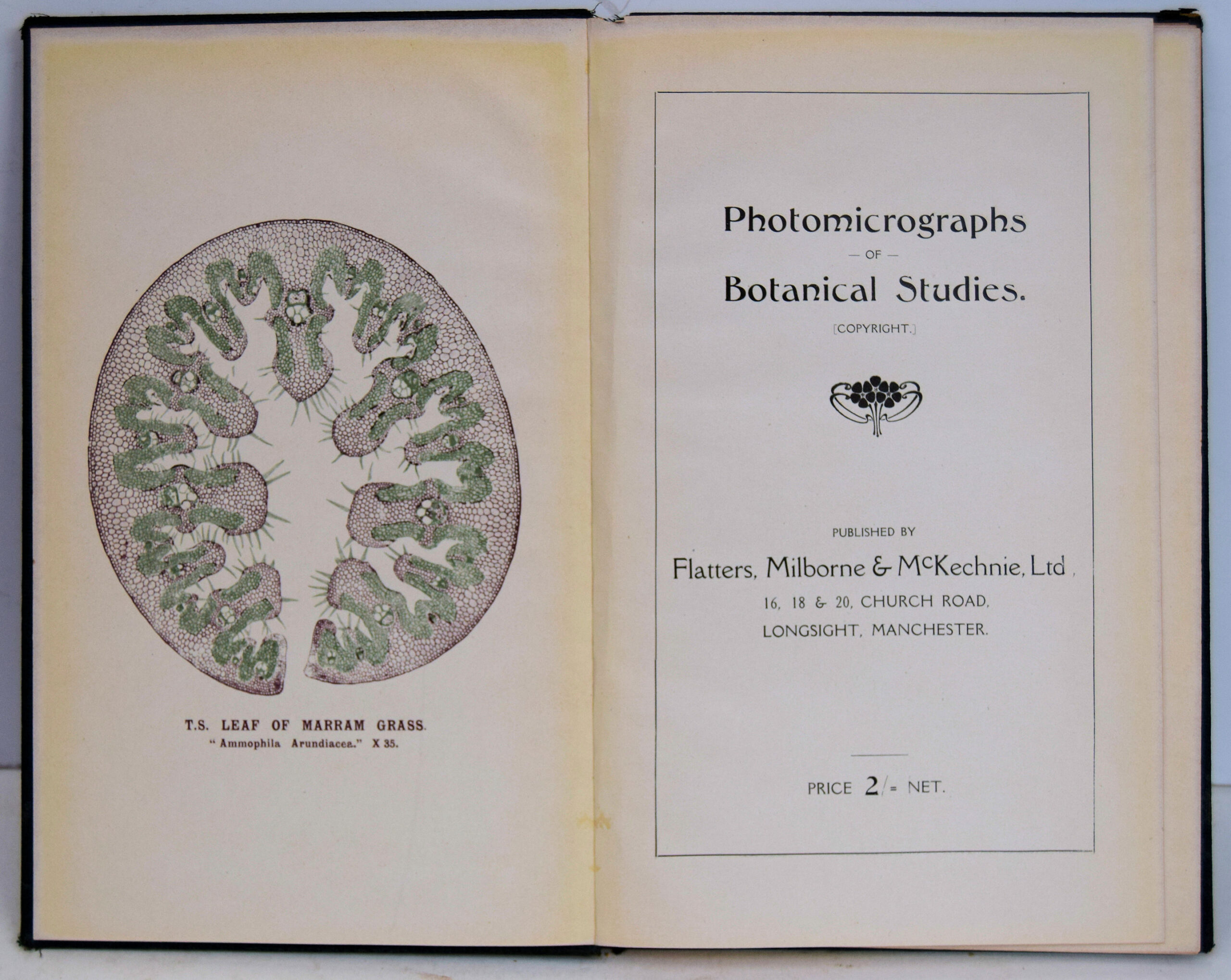 PHOTOMICROGRAPHS OF BOTANICAL STUDIES.. - Image 2